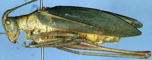 Scopiorinus carinulatus (Saussure & Pictet, 1898): male, lateral view (from Costa Rica, Guanacaste Prov., Est. Cacao). (Otu).