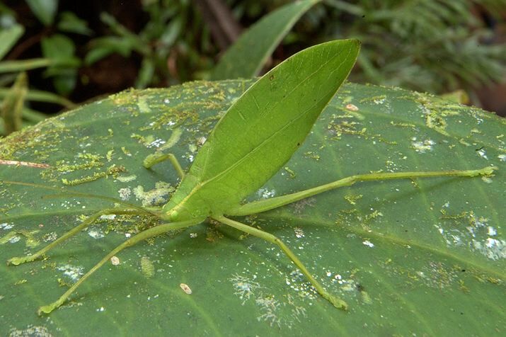 Lonchitophyllum reticulatum Brunner von Wattenwyl, 1895: male. (Otu).