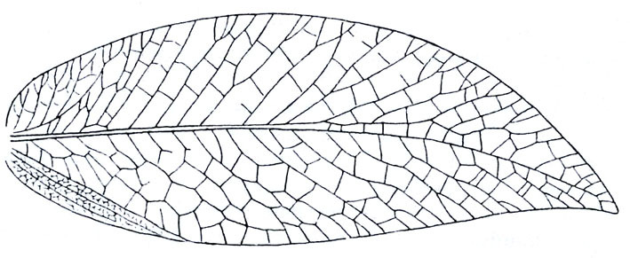 Narea elongata (Brunner von Wattenwyl, 1895): Fig. 234. female right tegmen (length 45 mm). (Otu).