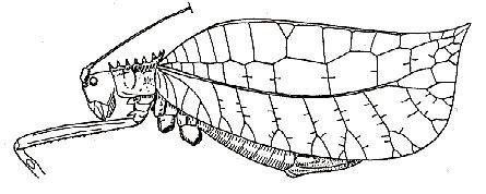 Parasimodera saussurei Carl, 1914: Fig. 240. female (tegmina length 49-54 mm). (Otu).