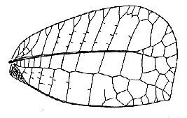 Wattenwyliella dispar Carl, 1914: Fig. 237. female right tegmen (37-40 mm). (Otu).