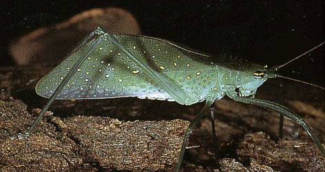 Chloracantha lampra Hebard, 1922: Pl. 128. female. (Otu).