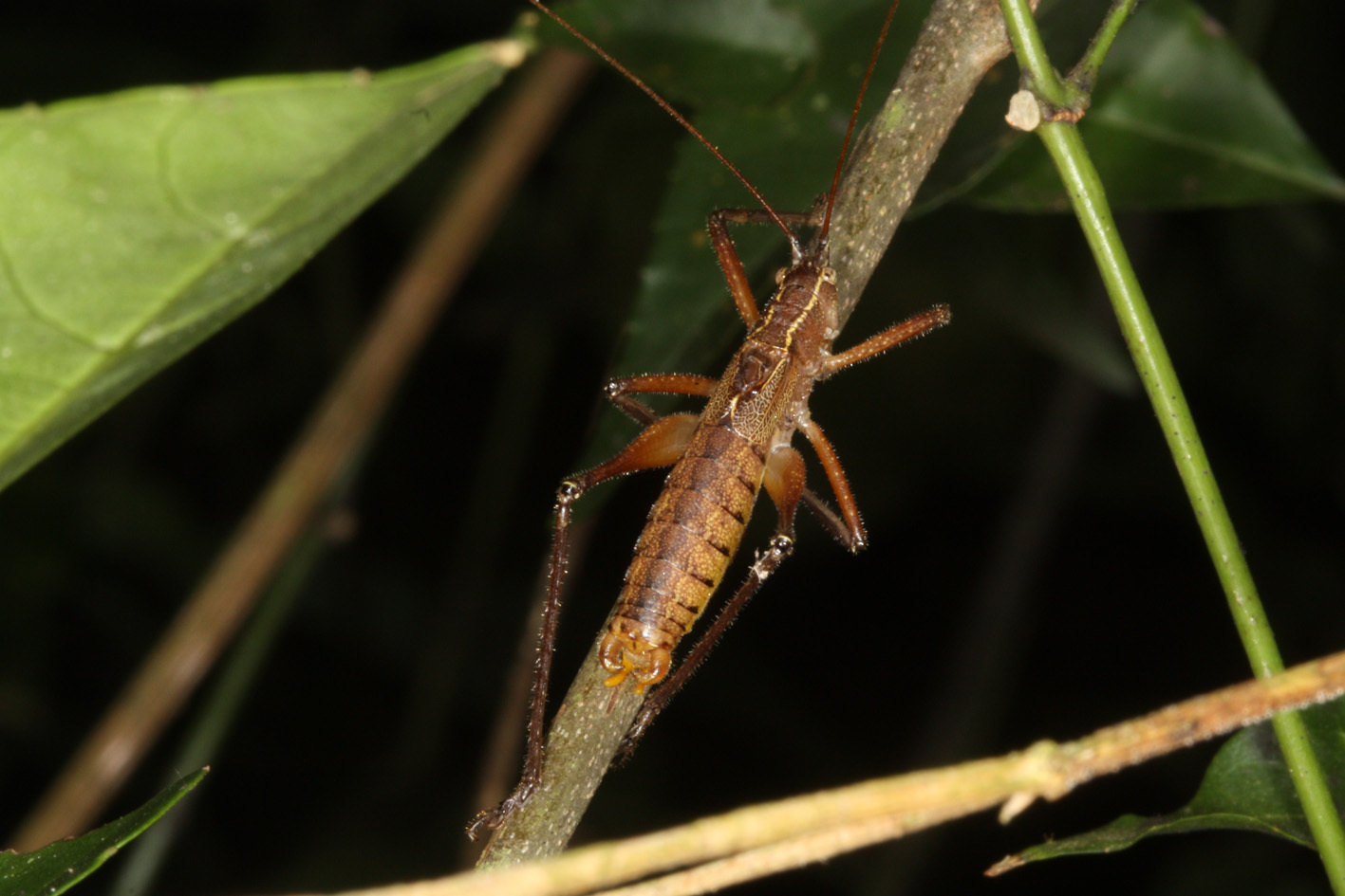 Brachyteleutias bilineatus (Rehn, 1913): Parque Nacional Iguazú 2011 (photo 5187). male, dorsal view. (Otu).