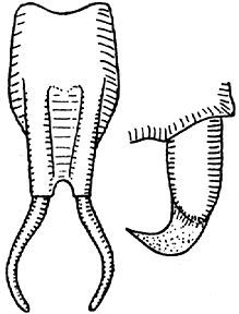 Teleutias aduncus Stål, 1874: Fig. 130. male subgenital plate (2.5 mm, styli 1.8 mm) and cercus. (Otu).