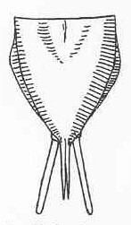 Opetiocercus venustus (Brunner von Wattenwyl, 1895): Fig. 16. male subgenital plate (length 2.5 mm, Styli 1.5 mm, median process 1.2 mm). (Otu).