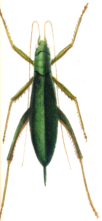 Platyphyllum viridifolium (Saint-Fargeau & Serville, 1825): Pl. 10, Fig. 1. female. (Otu).