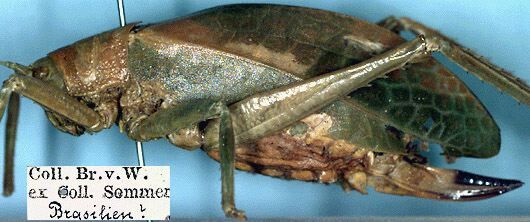 CollectionObject 1531843; 8af2fffc-fa27-43e7-97a2-75a2eeeb295b: female, lateral view (holotype). (CollectionObject).