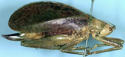 Platyphyllum obtusum Beier, 1960: female, lateral view (allotype). (Otu).