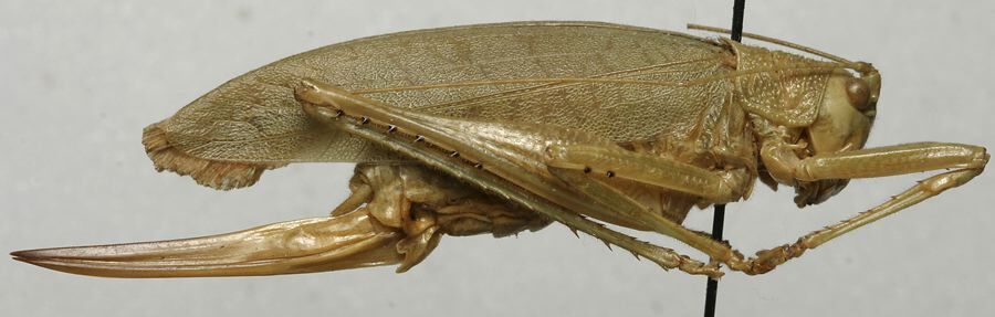 CollectionObject 1535097; d1eaacd9-968c-4aeb-9ea4-b4015e4e6baa: female, lateral view (holotype). (CollectionObject).