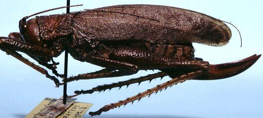 Triencentrus difficilis (Hebard, 1927): female, lateral view (paratype). (Otu).