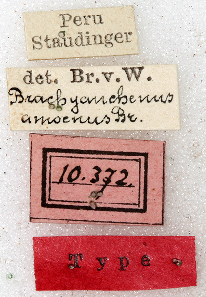 CollectionObject 1531848; 3f1fa767-123d-4f62-8bfa-744de825a872: labels (holotype). (CollectionObject).