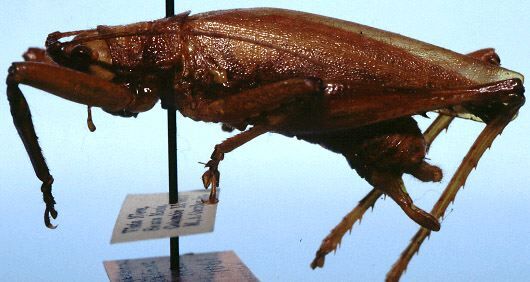 CollectionObject 1522327; d610d0c7-f438-48ca-a041-803489206b91: male, lateral view (holotype). (CollectionObject).