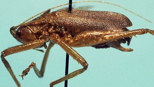 CollectionObject 1533118; c6170f6d-37e2-440b-b83d-0ec564c61f4b: male, lateral view (holotype). (CollectionObject).