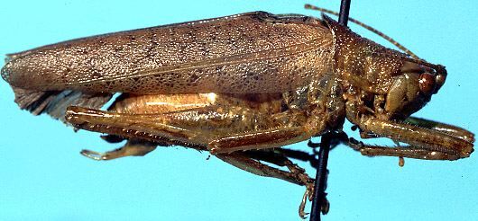 CollectionObject 1499279; be9dc900-bfc1-41ae-9b60-82fc96bcbede: male, lateral view (holotype). (CollectionObject).