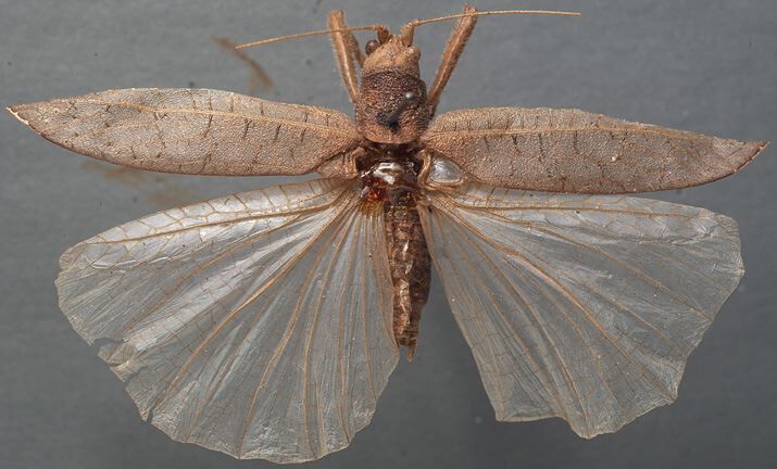 CollectionObject 1505754; e1205cb8-7183-4ebc-b0f5-7a7f92ebab9d: male, dorsal view (syntype). (CollectionObject).