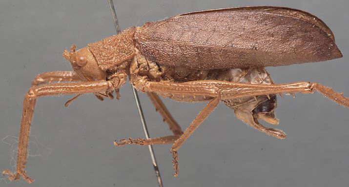 CollectionObject 1505755; 32c015c2-ba82-47d4-9289-f03d2e23566f: male, lateral view (syntype). (CollectionObject).