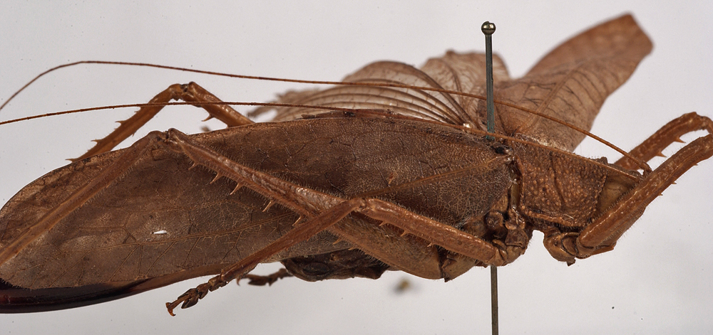 CollectionObject 1534541; 68e9e38f-a244-4e63-bae4-d3b6d4eff511: female, lateral view (holotype). (CollectionObject).