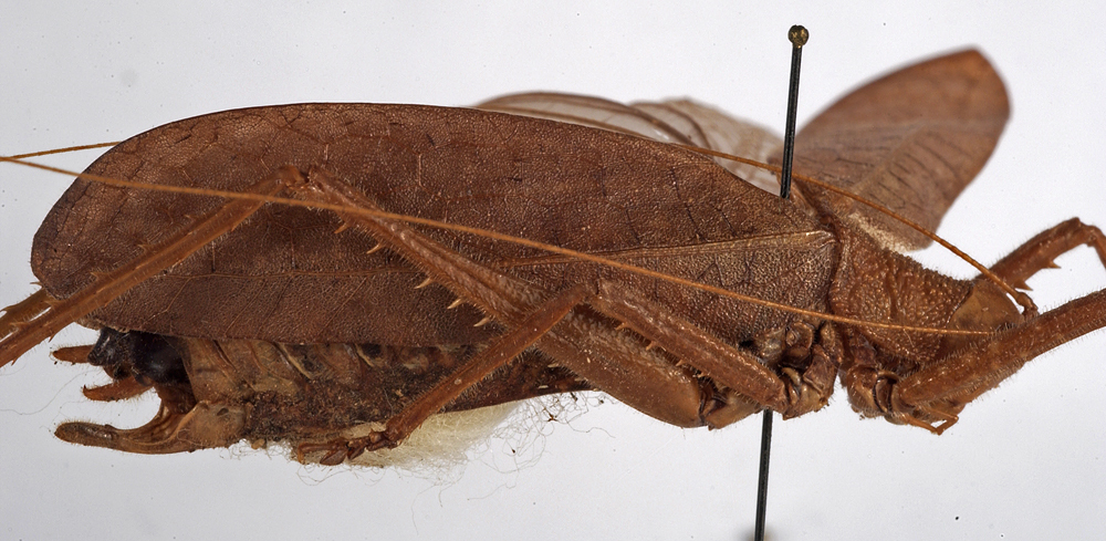 CollectionObject 1534542; 2ae94ac6-f44b-441b-9eda-bb77d91a5c79: male, lateral view (holotype). (CollectionObject).