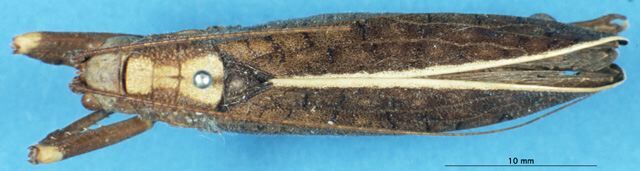CollectionObject 1506979; fa528bfb-8d0d-43eb-90c9-65f59c72d76f: male, dorsal view (holotype). (CollectionObject).