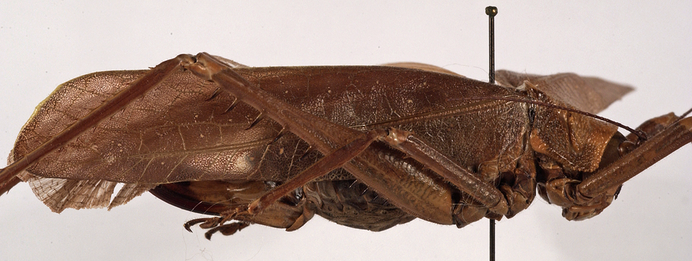 CollectionObject 1534543; d6ca3ac7-bbd6-448a-9e0b-899265b1272c: female, lateral view (holotype). (CollectionObject).