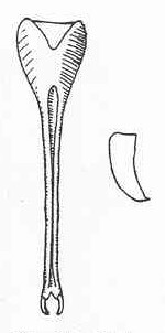 Xiphophyllum (Proteroxiphus) angustelaminatum Beier, 1960: Fig. 12. male subgeniatal plate (length 11-13 mm, styli 1.1-1.3 mm) and cercus. (Otu).