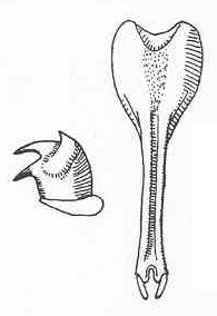 Xiphophyllum (Xiphophyllum) atricauda atricauda (Caudell, 1918): male cercus and subgenital plate. (Otu).