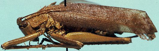 CollectionObject 1533119; 9a2043f3-2625-48b9-bb80-2e9bb3234299: male, lateral view (holotype). (CollectionObject).