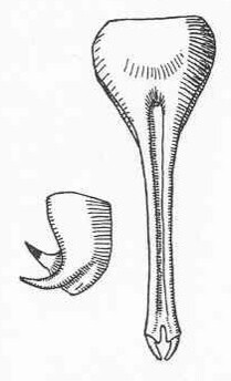 Xiphophyllum (Xiphophyllum) brunneum Beier, 1960: Fig. 14. male cercus and subgenital plate (length 13 mm, styli 1.3 mm). (Otu).
