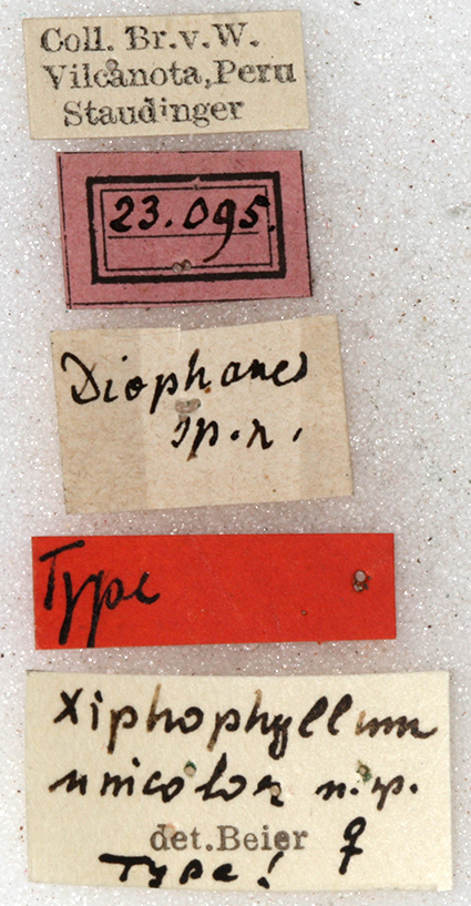 CollectionObject 1531856; NMW 23095, 00db6b2c-fbd4-4f9d-ab93-2053e859fe8b: labels (holotype). (CollectionObject).