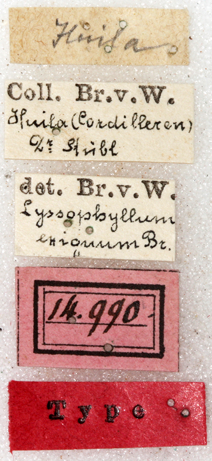 CollectionObject 1531858; 5033513a-700d-4584-8b09-cb70d2d17bff: labels (holotype). (CollectionObject).