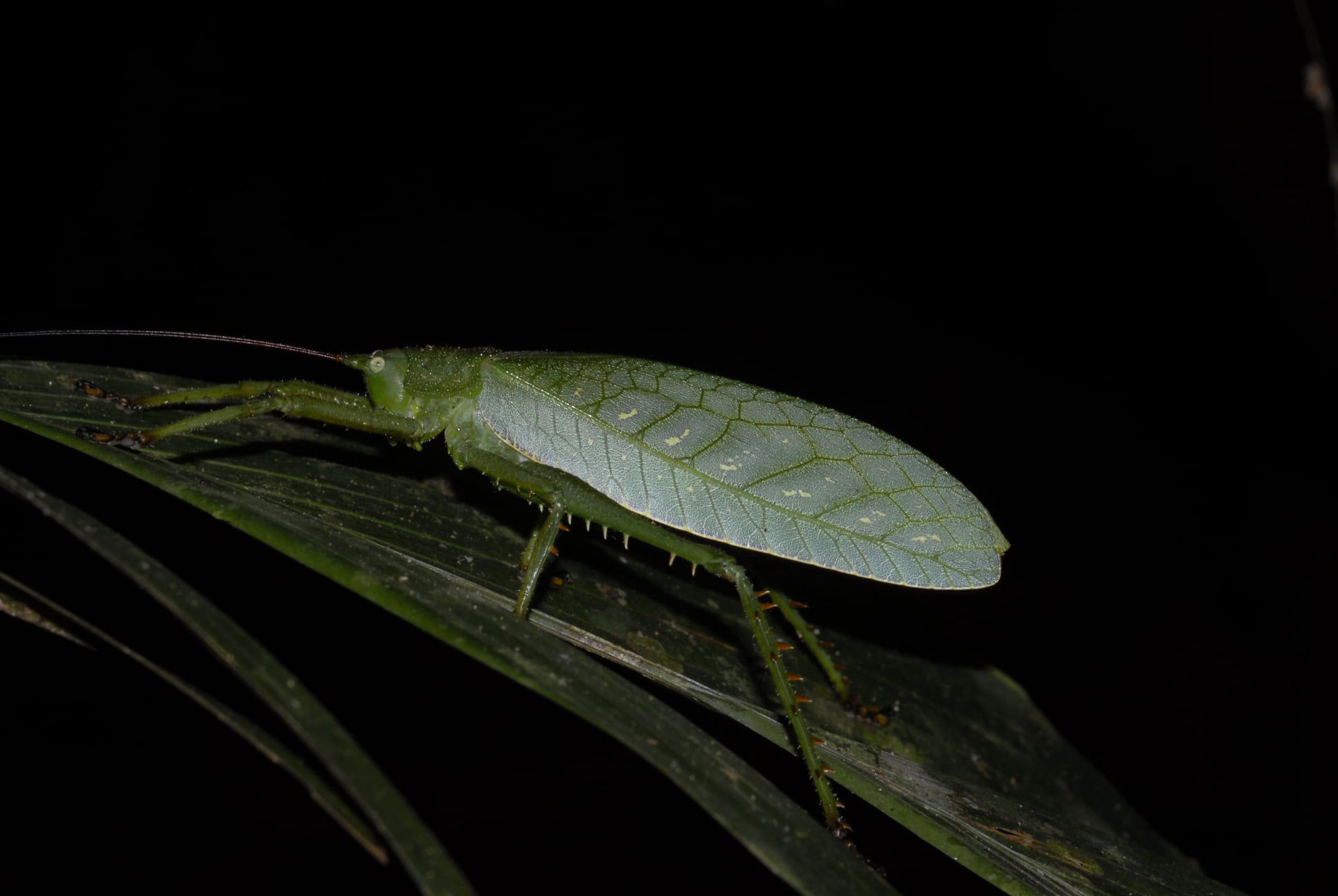 Aemasia viridis Brunner von Wattenwyl, 1895: (Peru, Madre de Dios, near Puerto Maldonado, 6 August 2019). (Otu).