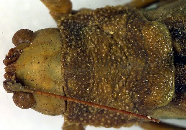 CollectionObject 1500389; 529f8a00-b761-43e0-961b-bc0780266224, DORSA BTaemsurHTF: female pronotum, dorsal view (holotype). (CollectionObject).