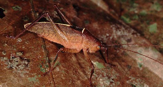 Baliophyllum maculipenne Beier, 1962: male (Costa Rica, Heredia province, La Selva). (Otu).