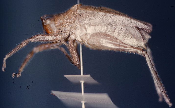 CollectionObject 1543506; 54d7e55a-7125-4c50-af88-1b6ec3b55d3f: male, lateral view (holotype). (CollectionObject).