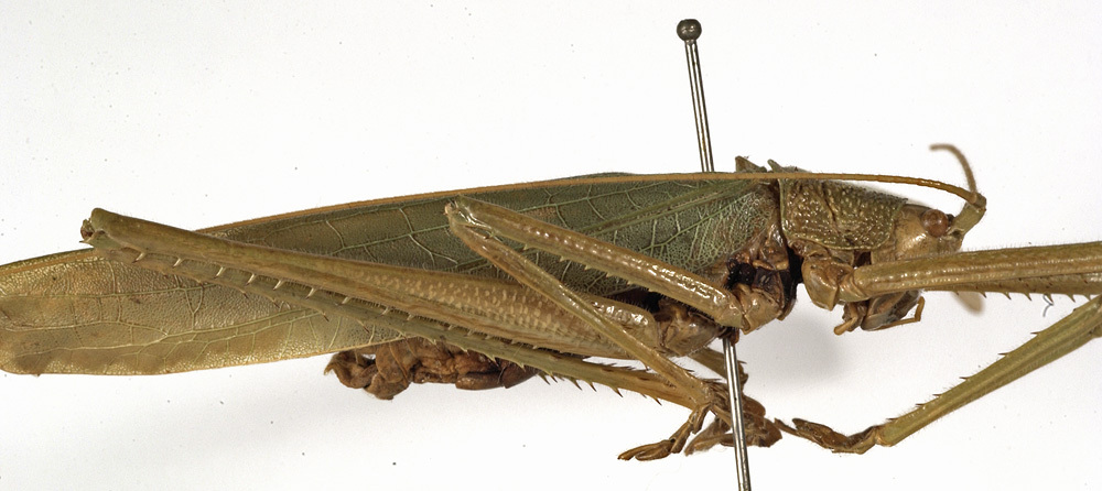 CollectionObject 1529699; 50d18432-674a-47b4-9286-35b50abfc62a: male, lateral view (holotype). (CollectionObject).