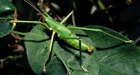 Diyllus fasciatus (Brunner von Wattenwyl, 1895): male nymph (Costa Rica, La Selva). (Otu).