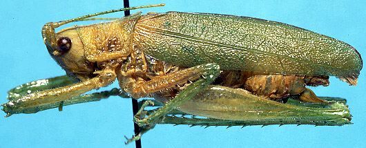 CollectionObject 1499281; 7edad463-bfff-49a3-9884-cb794004b043: male, lateral view (holotype). (CollectionObject).