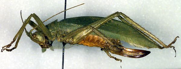 CollectionObject 1500391; daeb9736-52b6-4288-9cdc-61b03806cd44, DORSA BTdrelanHTF: female, lateral view (holotype). (CollectionObject).