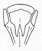 Drepanoxiphus gradatus Beier, 1960: Fig. 8. female subgenital plate. (Otu).