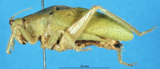 CollectionObject 1506983; b79f15a9-070a-41c0-8133-9fa5659d3f88: male, lateral view (holotype). (CollectionObject).