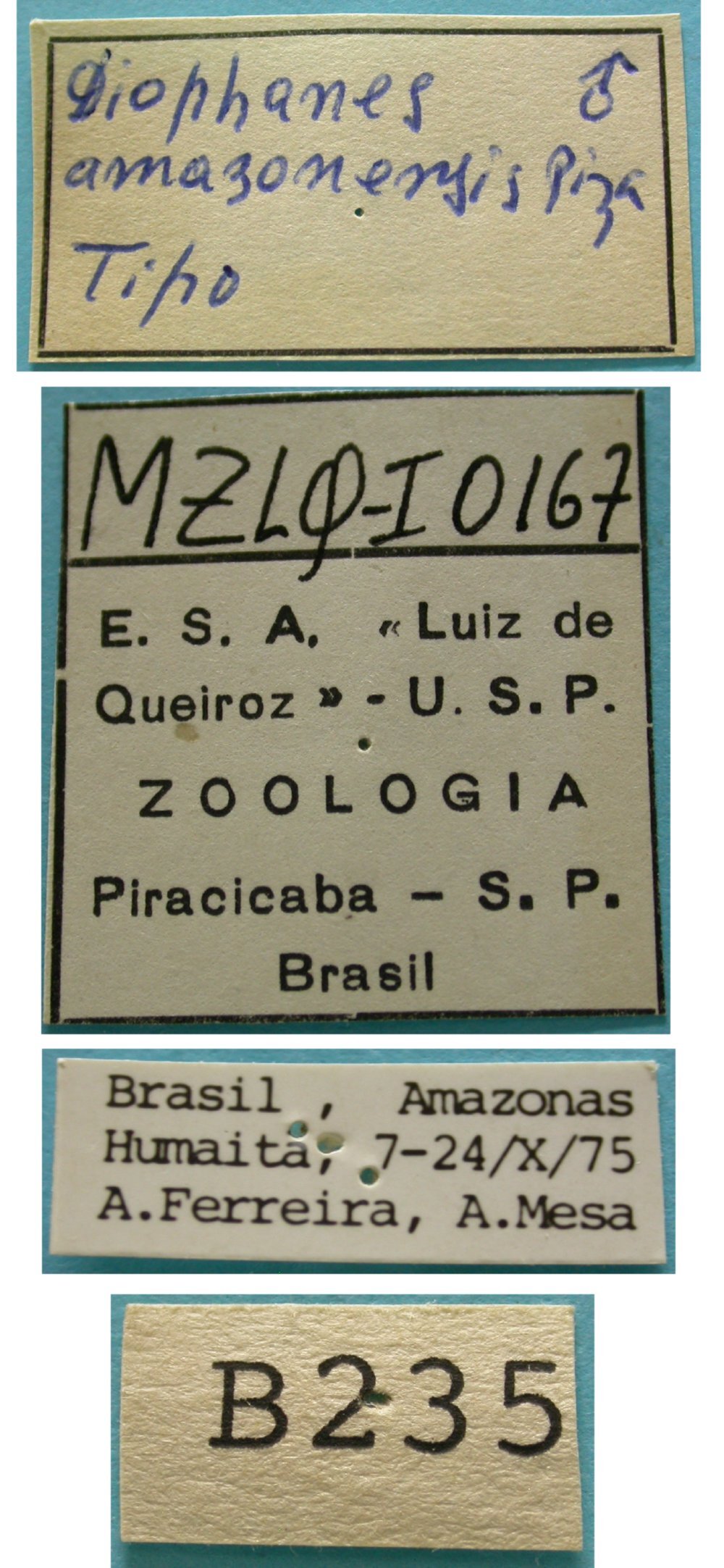 CollectionObject 1542687; da918ad0-3d6c-45aa-bb99-52810b6d9898: male, labels (holotype). (CollectionObject).