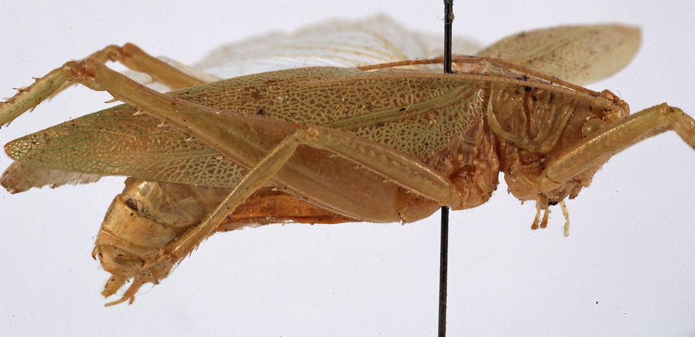 CollectionObject 1534615; 5c2ded1d-c59d-40ef-ab85-0f43bc911aef: male, lateral view (holotype). (CollectionObject).