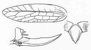 Haenschiella granulosa (Brunner von Wattenwyl, 1895): Fig. 3. female tegmen (21.5 mm), oviposior (15.5 mm) and subgenital plate. (Otu).