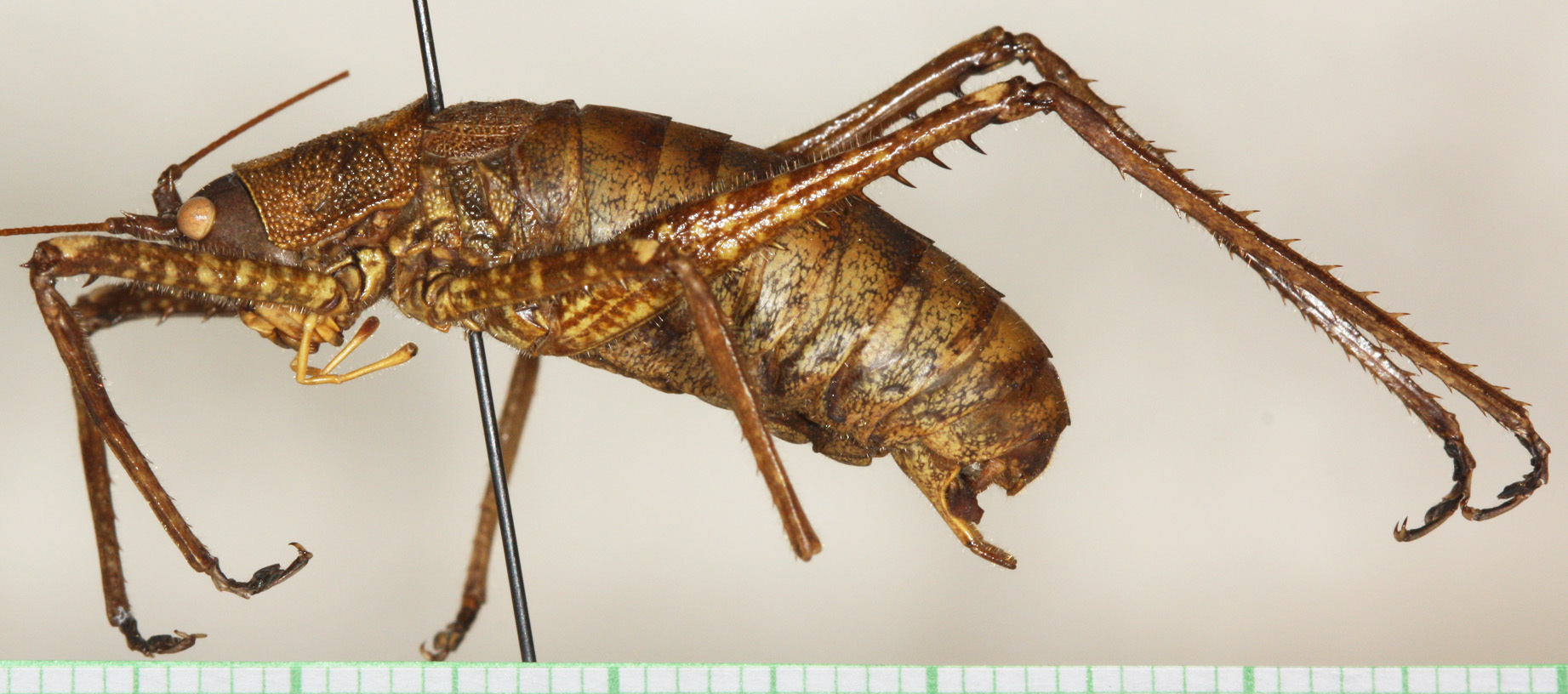 CollectionObject 1544473; b567d1f9-6904-4519-9989-4b7cc42bfdec: male, lateral view (holotype). (CollectionObject).