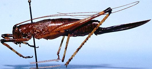 Goethalsiella genicularis Rehn, 1946: female (allotype). (Otu).