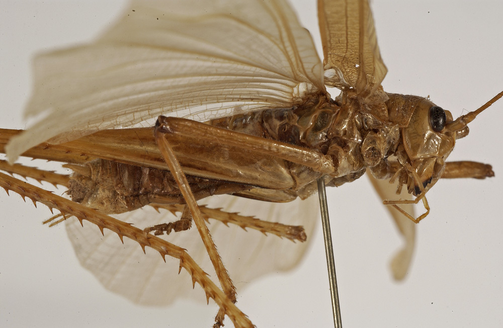 CollectionObject 1529700; 144913fb-2bba-45f8-8bba-28072b271496: male, lateral view (holotype). (CollectionObject).