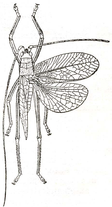 Narea compacta Walker, 1870: Fig. 2. male (Mastighapha crassicornis, tegmen length 21.5 mm). (Otu).