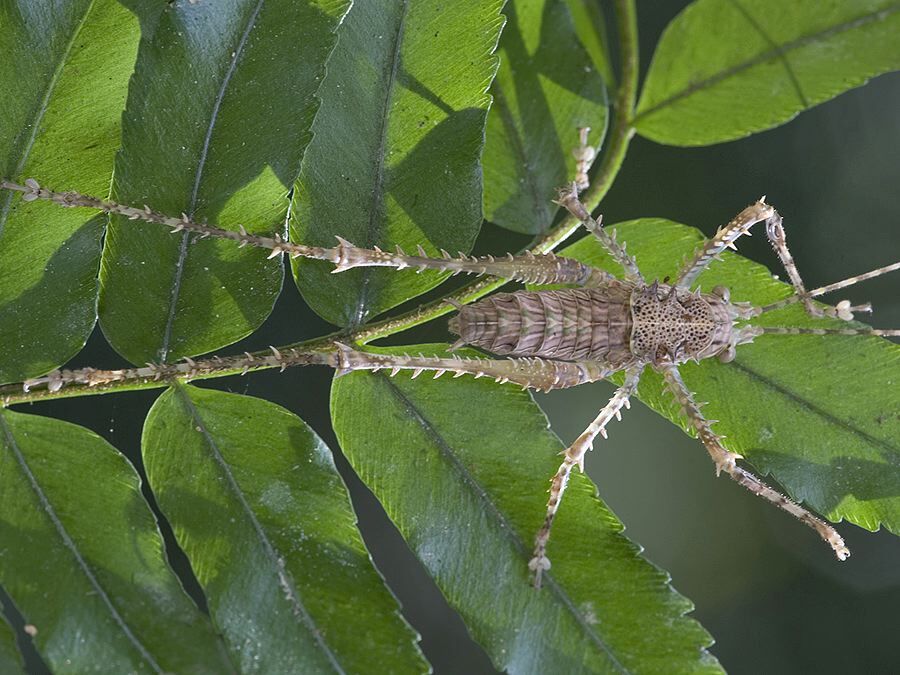 Phricta spinosa Redtenbacher, 1892: male nymph. (Otu).