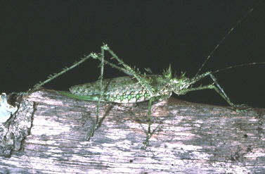 Phricta tortuwallina Rentz, Su & Ueshima, 2005: female from Palmerston Gorge (Queensland). (Otu).