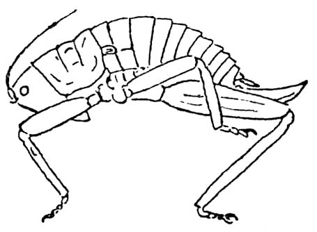 Callimenellus apterus Beier, 1944: Fig. 159 (same as Fig. 155 in Beier 1954). female habitus (body length 28-30 mm, ovipositor 13-14 mm). (Otu).